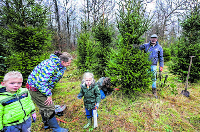  Mensen halen hun eigen kerstboom uit het Kuinderbos bij Bant.  Foto: Marco Keyzer